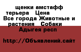 щенки амстафф терьера › Цена ­ 30 000 - Все города Животные и растения » Собаки   . Адыгея респ.